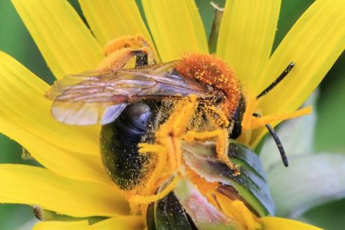 Andrena haemorrhoa